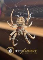 MAX Spider Control Perth image 9